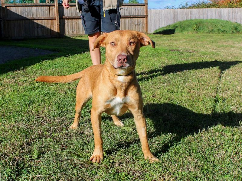 Wendy | Crossbreed | Evesham (Worcestershire) - 4