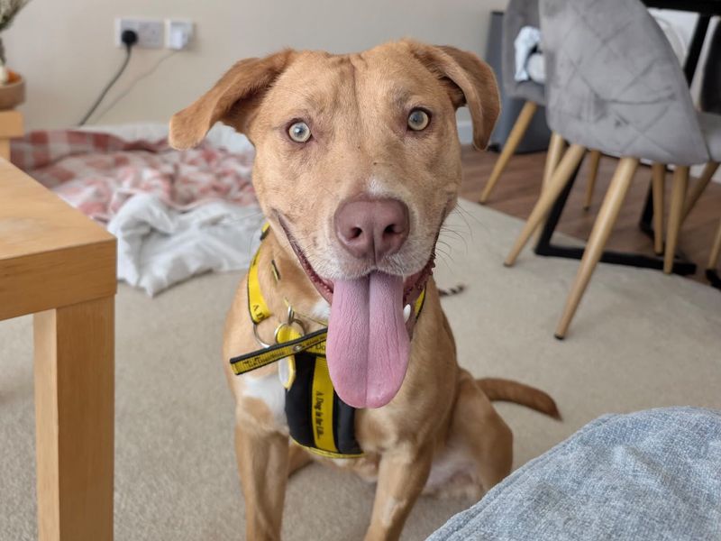 Wendy | Crossbreed | Evesham (Worcestershire) - 2