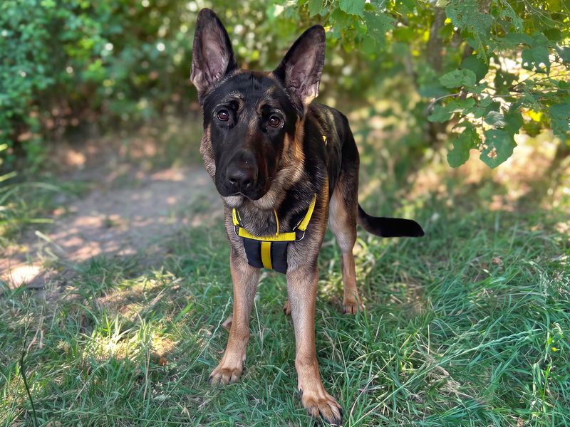 Cairo | German Shepherd Dog | Basildon (Essex) - 1