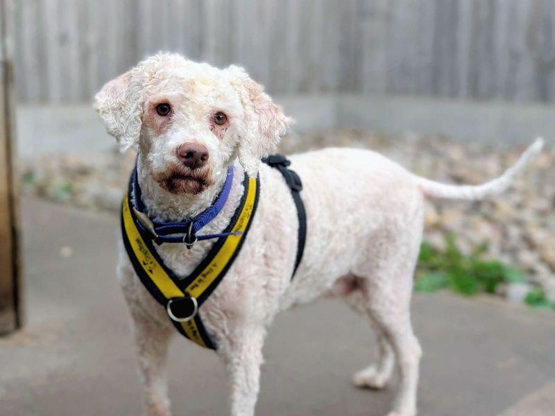 Lottie | Lagotto Romagnolo Cross | Cardiff - 3