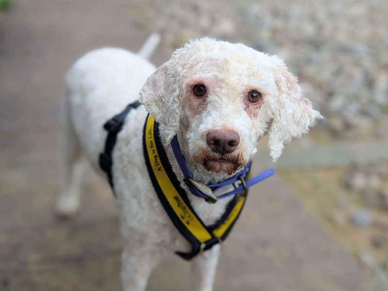 Lottie | Lagotto Romagnolo Cross | Cardiff - 7