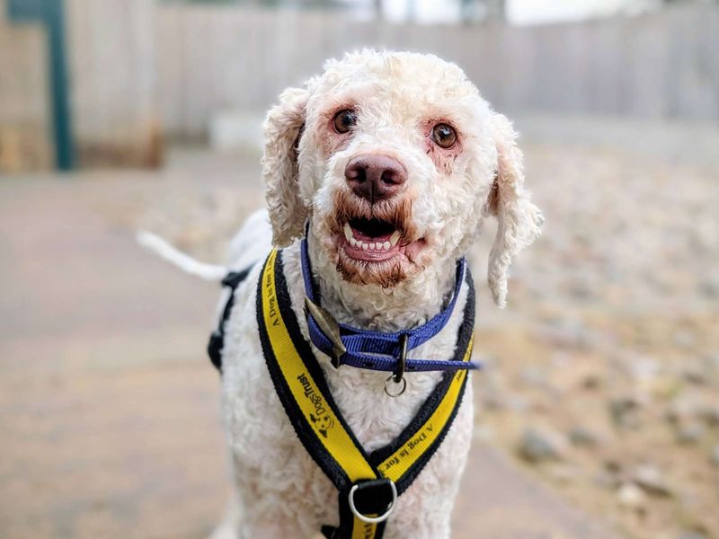 Lottie | Lagotto Romagnolo Cross | Cardiff - 6