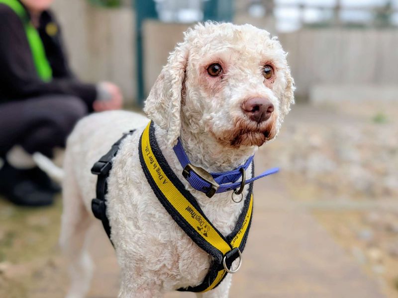 Lottie | Lagotto Romagnolo Cross | Cardiff - 2