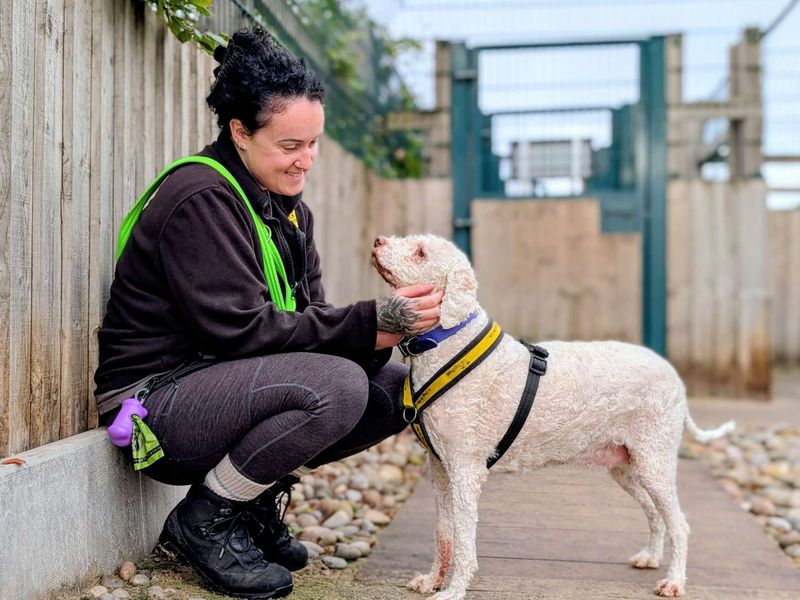 Lottie | Lagotto Romagnolo Cross | Cardiff - 4
