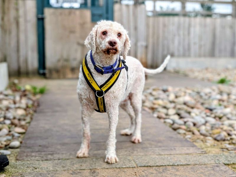 Lottie | Lagotto Romagnolo Cross | Cardiff - 8