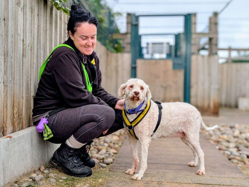 Lottie | Lagotto Romagnolo Cross | Cardiff - 5
