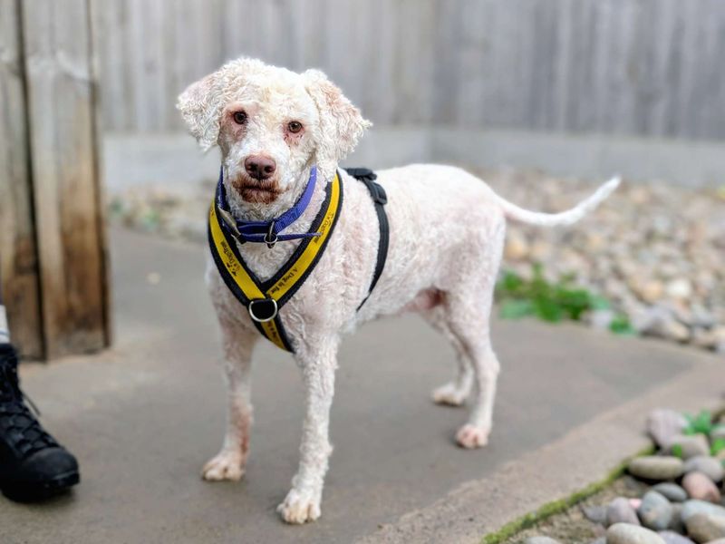 Lottie | Lagotto Romagnolo Cross | Cardiff - 1