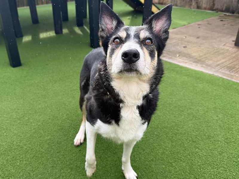 Whisper | Collie (Border) | Cardiff - 3