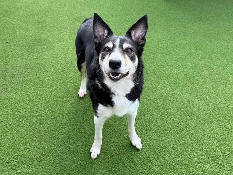 Whisper | Collie (Border) | Cardiff - 5