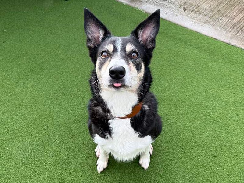 Whisper | Collie (Border) | Cardiff - 2