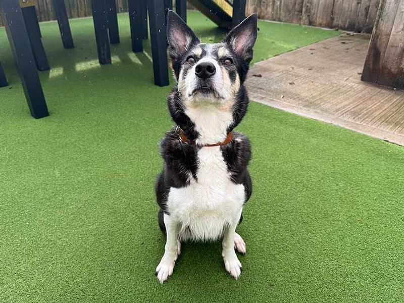 Whisper | Collie (Border) | Cardiff - 1