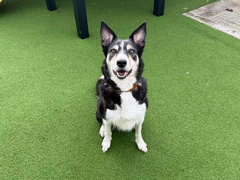 Whisper | Collie (Border) | Cardiff - 4