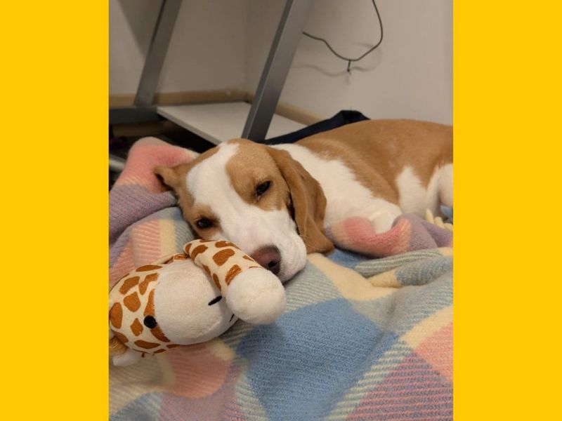 Beagle Dogs And Puppies For Adoption
