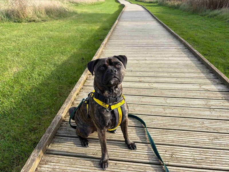 Rocco - Image 4 of 4