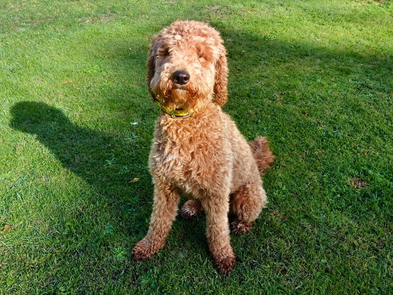 Winifer | Poodle (Miniature) | Salisbury (Wiltshire) - 2