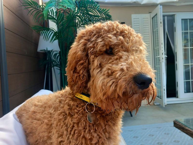 Winifer | Poodle (Miniature) | Salisbury (Wiltshire) - 1