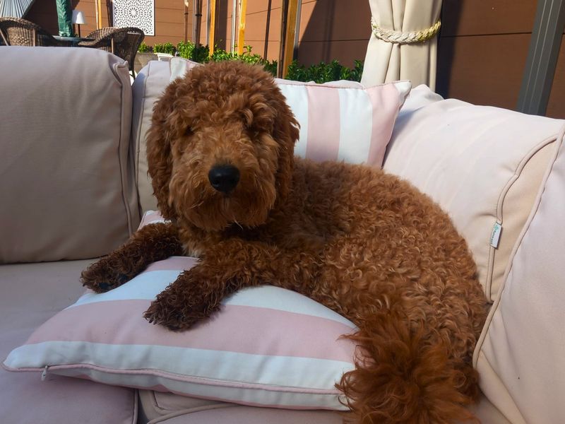 Winifer | Poodle (Miniature) | Salisbury (Wiltshire) - 3