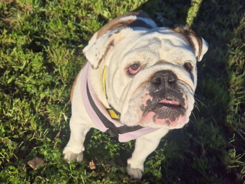 Lola | Bulldog | Loughborough - 2
