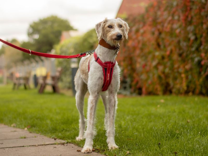 Wisp | Lurcher | Kenilworth (West Midlands) - 3