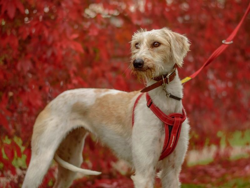 Wisp | Lurcher | Kenilworth (West Midlands) - 1