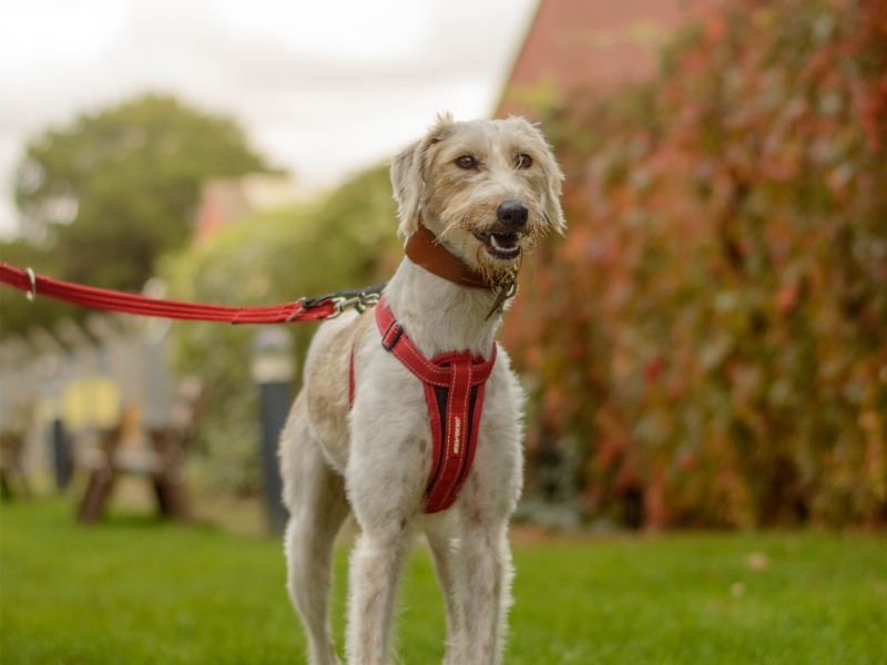 Wisp | Lurcher | Kenilworth (West Midlands) - 4