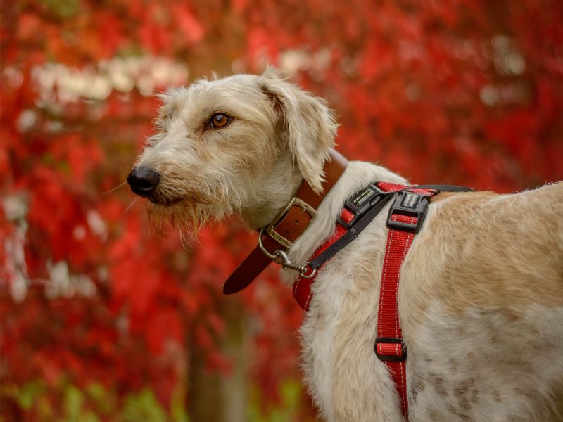 Wisp | Lurcher | Kenilworth (West Midlands) - 2