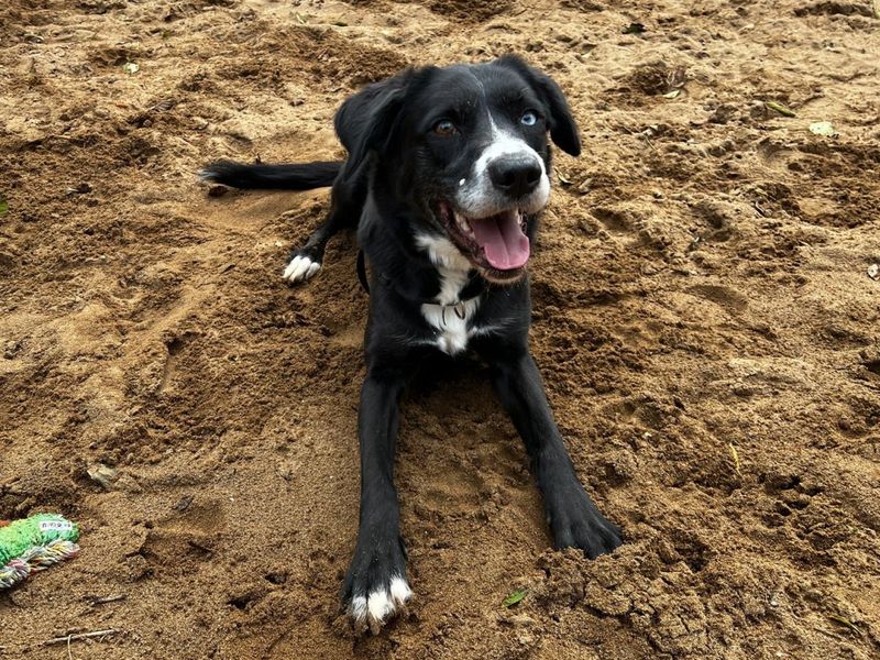 Nugget | Retriever (Labrador) Cross | Ilfracombe - 2