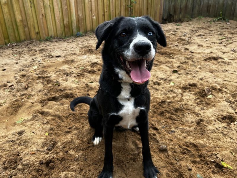Nugget | Retriever (Labrador) Cross | Ilfracombe - 3