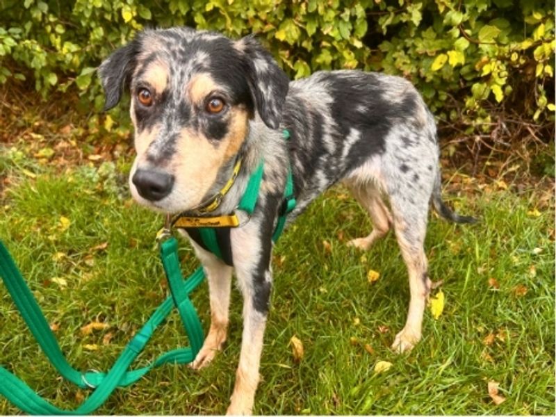 Patty | Collie (Border) Cross | Salisbury (Wiltshire) - 3