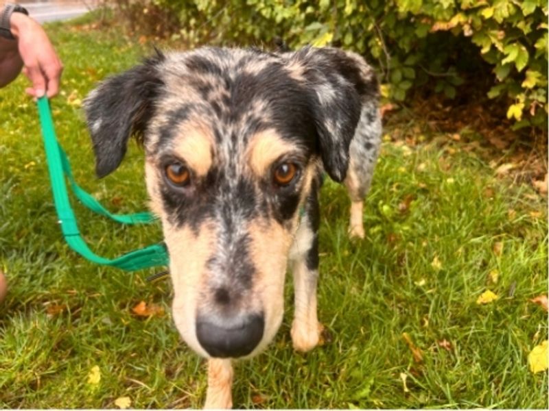 Patty | Collie (Border) Cross | Salisbury (Wiltshire) - 2