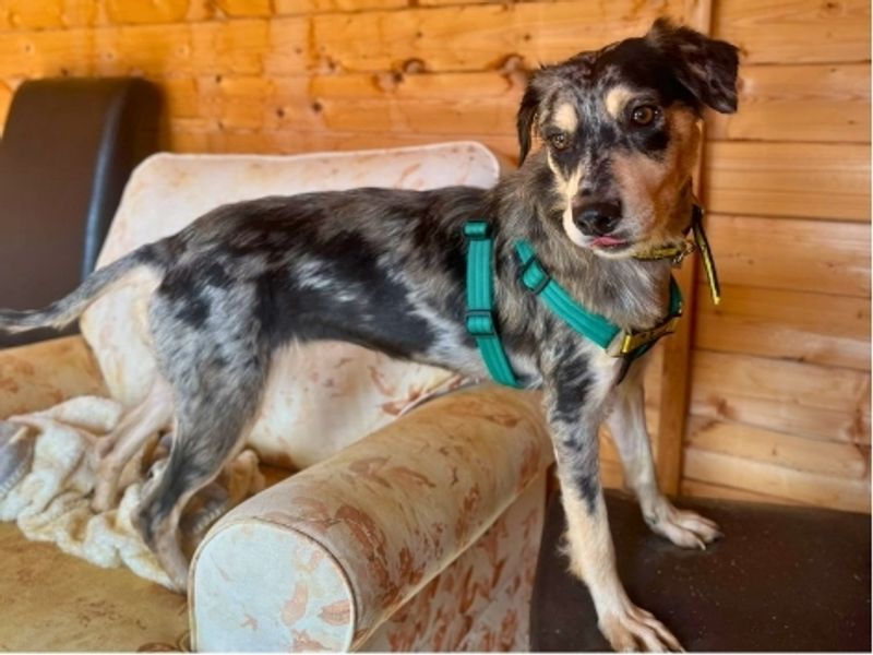 Patty | Collie (Border) Cross | Salisbury (Wiltshire) - 5