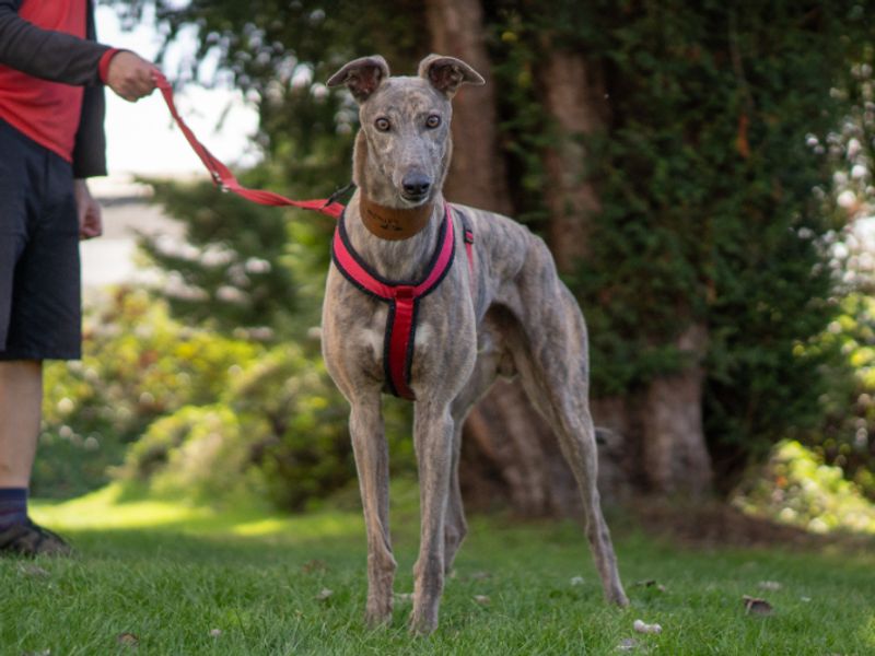 Mason | Greyhound | Kenilworth (West Midlands) - 1