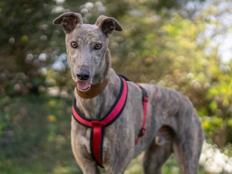 Mason | Greyhound | Kenilworth (West Midlands) - 3
