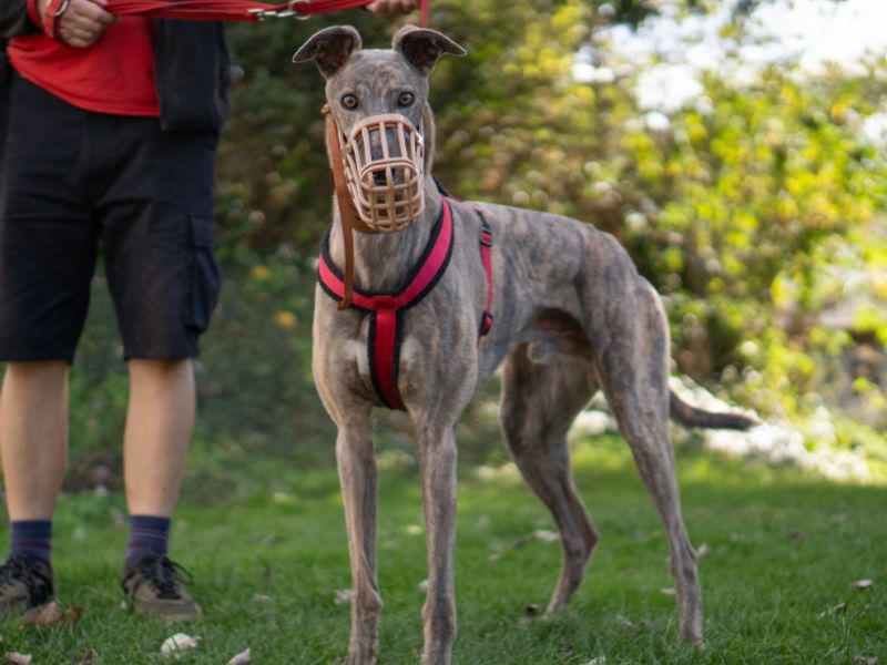 Mason | Greyhound | Kenilworth (West Midlands) - 2