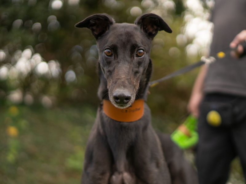 Aiden | Greyhound | Kenilworth (West Midlands) - 2