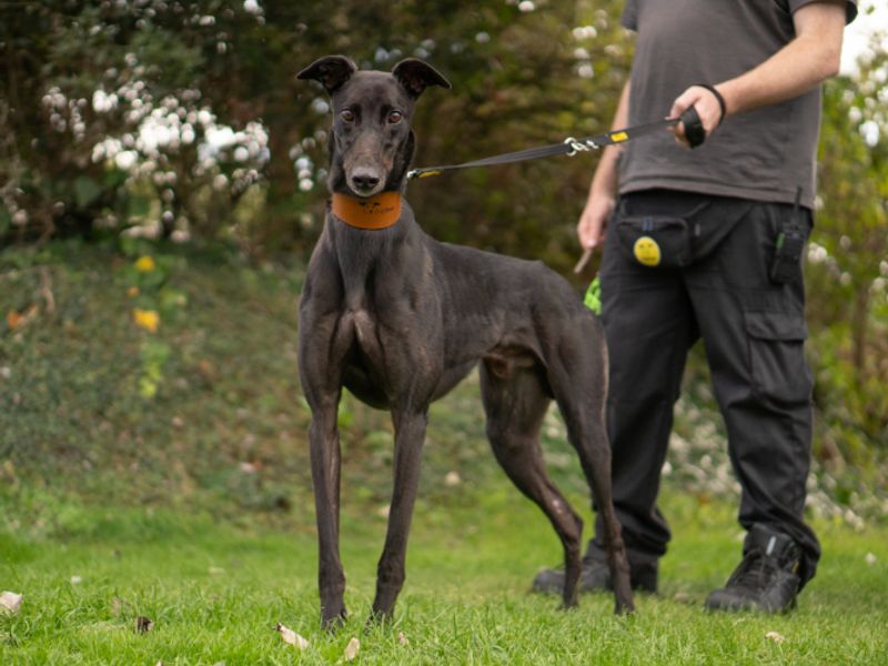 Aiden | Greyhound | Kenilworth (West Midlands) - 3