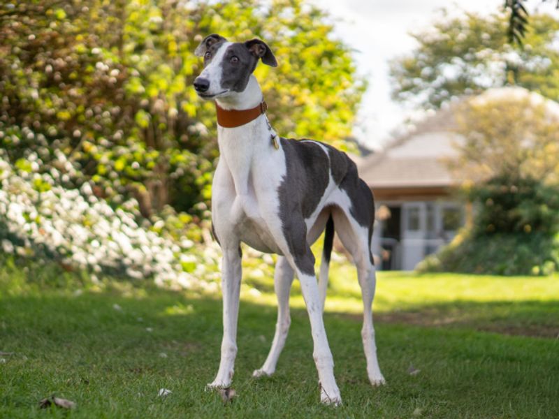 Josie | Greyhound | Kenilworth (West Midlands) - 1