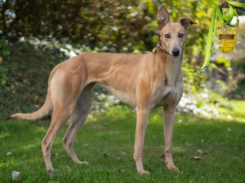 Aurora | Greyhound | Kenilworth (West Midlands) - 2