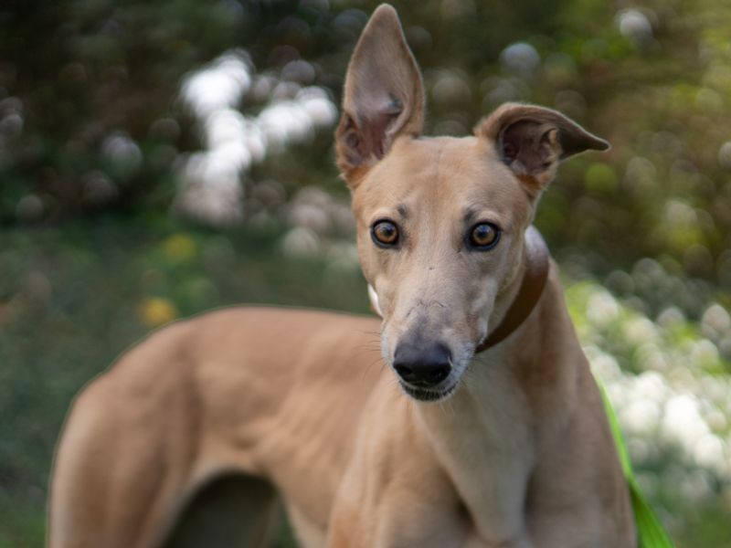 Aurora | Greyhound | Kenilworth (West Midlands) - 3