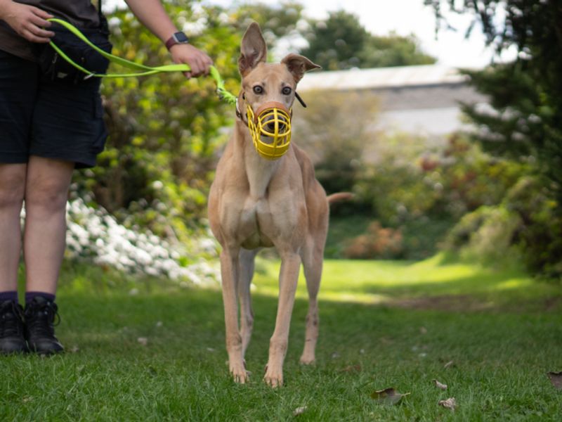 Aurora | Greyhound | Kenilworth (West Midlands) - 1