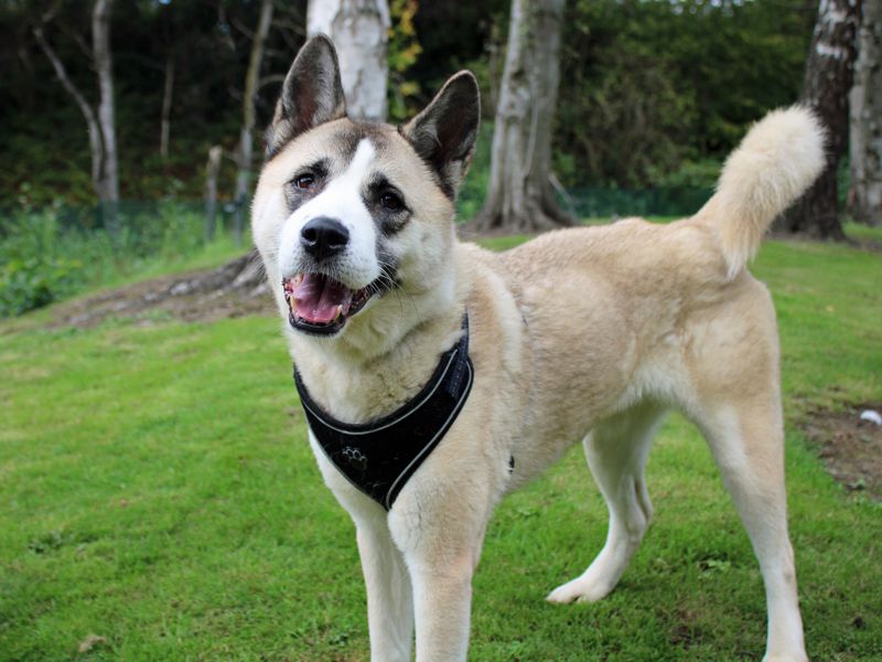 Alice | Akita Cross | Merseyside (Liverpool) - 3