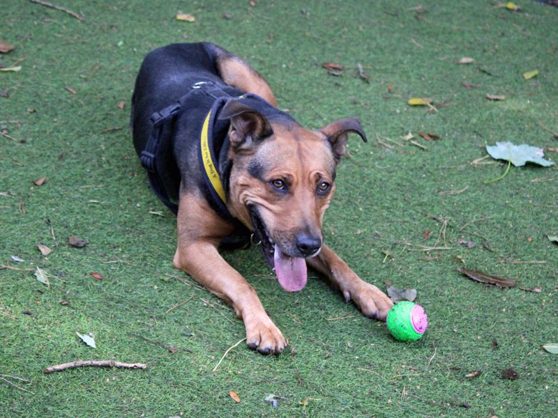 Willow | Terrier (Staffordshire Bull) Cross | Merseyside (Liverpool) - 3