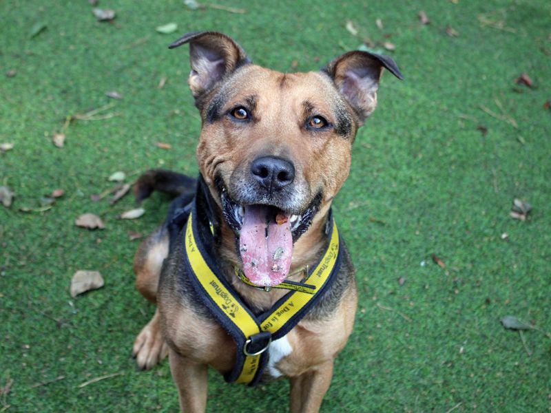 Willow | Terrier (Staffordshire Bull) Cross | Merseyside (Liverpool) - 1