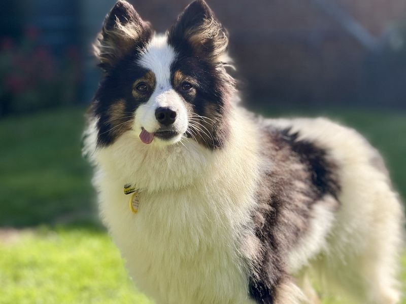 Bramble | Shetland Sheepdog Cross | Canterbury - 4