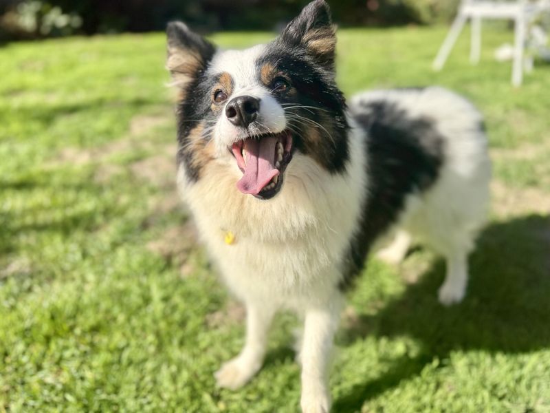 Bramble | Shetland Sheepdog Cross | Canterbury - 2