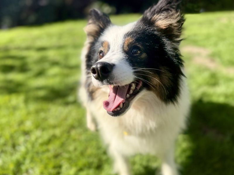 Bramble | Shetland Sheepdog Cross | Canterbury - 3