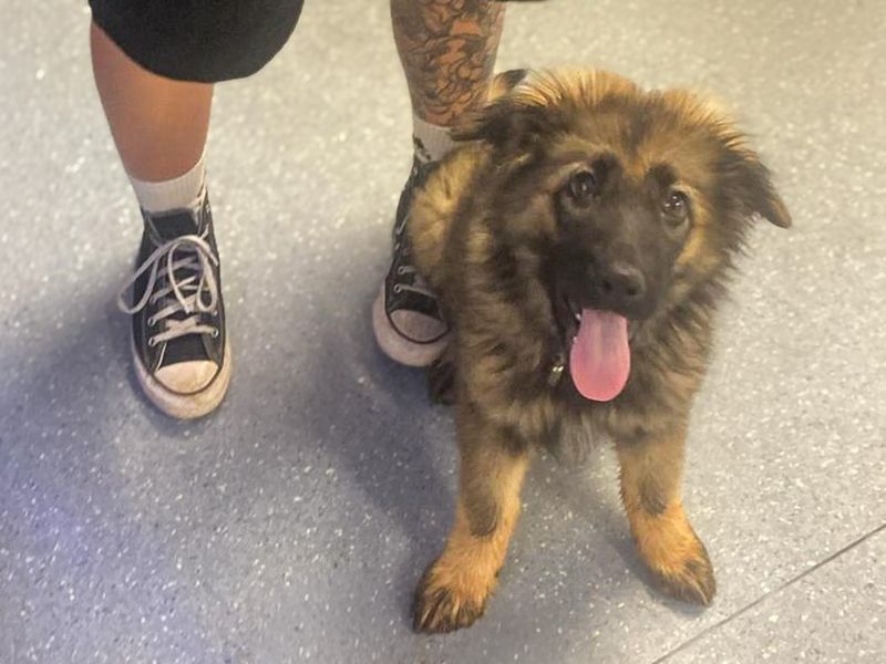 Koda