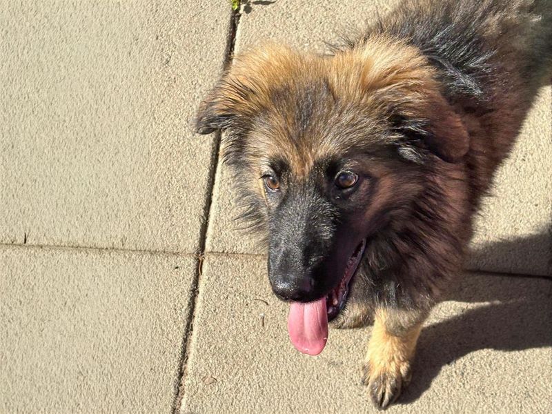 Koda | Caucasian Shepherd Dog Cross | Basildon (Essex) - 2