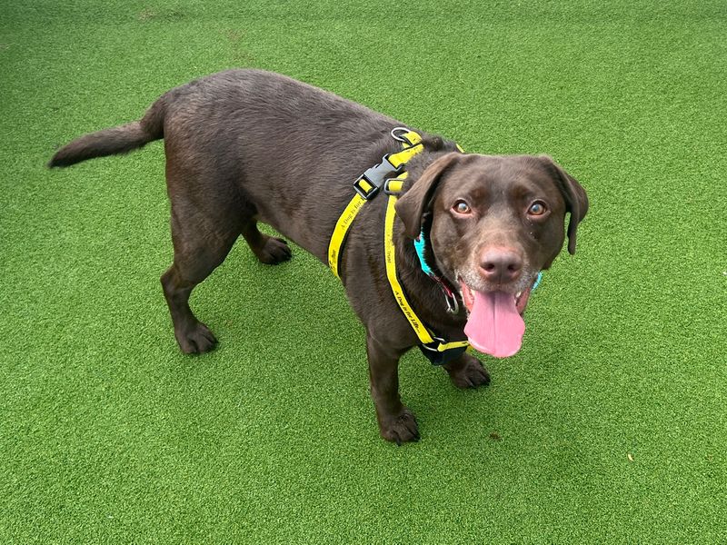 Shiloh | Retriever (Labrador) | Cardiff - 1