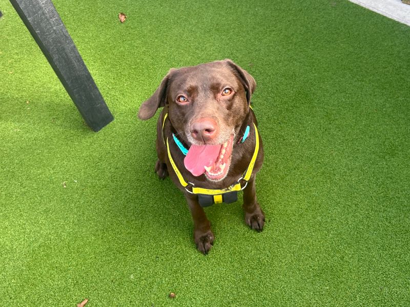 Shiloh | Retriever (Labrador) | Cardiff - 2